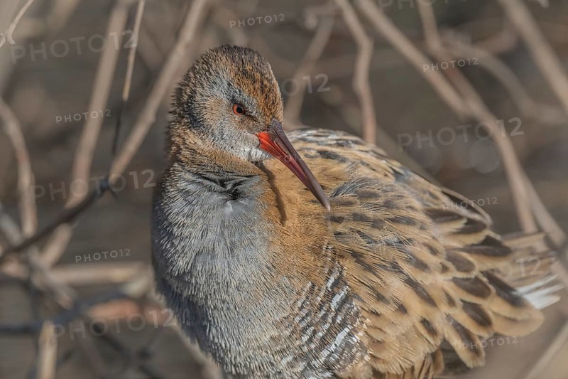 Water Rail (Rallus aquaticus) sits on branches in the swamp. It has grey feathers and stripes. Scene shows reflections of daylight on the water