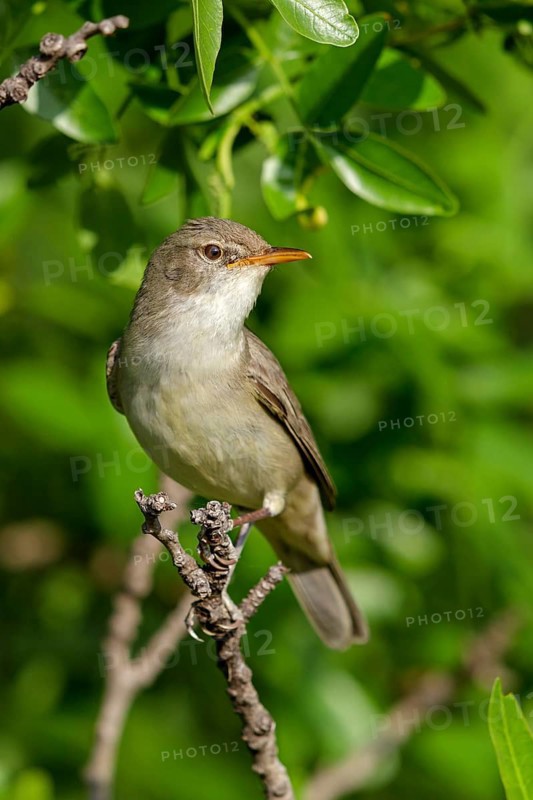 Olivenspötter, Hippolais olivetorum, Olive-tree Warbler, Hypolaïs des oliviers, Zarcero Grande