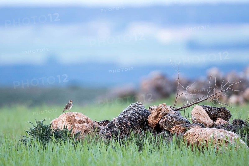 Eurasian Skylark (Alauda arvensis) perched on a rock, Castile and Leon, Spain
