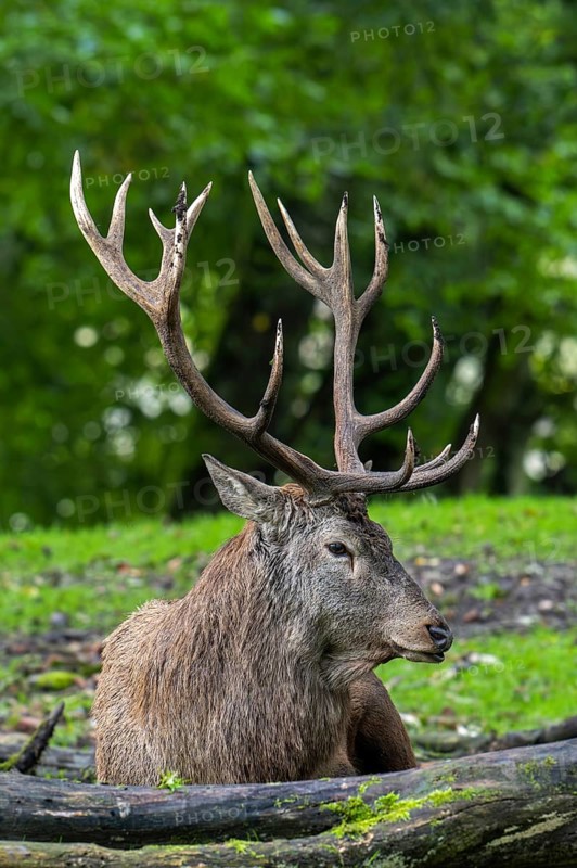 Red deer (Cervus elaphus) stag with big antlers resting at edge of forest during the rutting season in autumn, fall