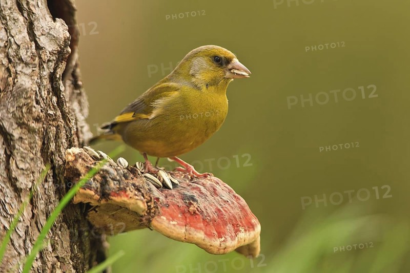European Greenfinch (Chloris chloris), Bavaria, Germany