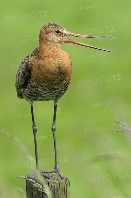 Uferschnepfe (Limosa limosa), Black-tailed Godwit, rufender Altvogel auf Sitzwarte, Mai, Nijkerk, Niederlande
