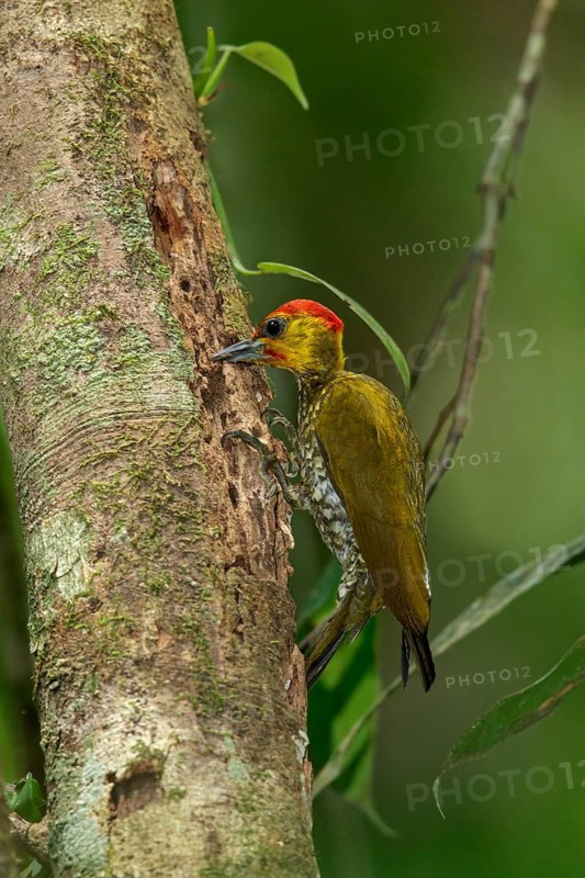 Yellow-throated Woodpecker (Piculus flavigula) perched on a branch in the rainforest of Guyana