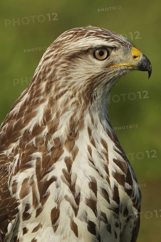 Common Buzzard (Buteo buteo), Zurich, Switzerland