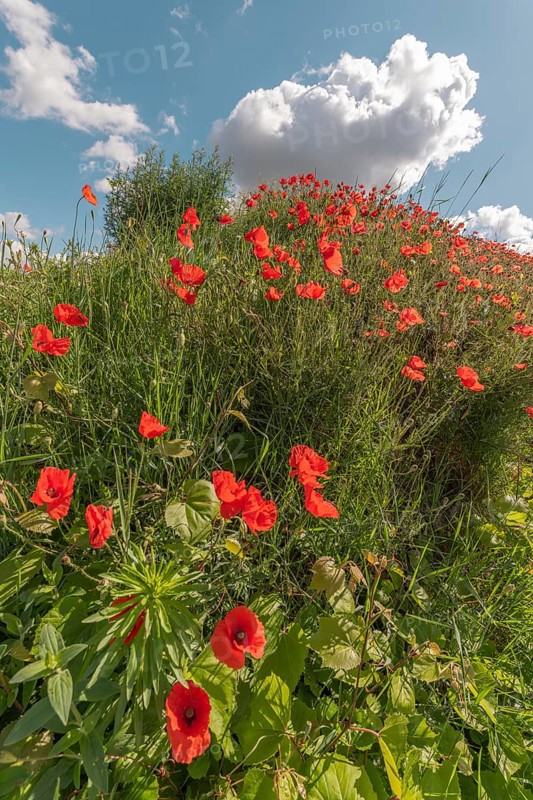 Red poppies blooming in spring. Kaiserstuhl, Emmendingen, Freiburg im Breisgau, Baden-Württemberg, Germany, Europe
