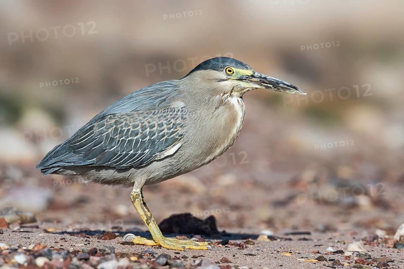 Striated Heron (Butorides striata), Eilat, Israel