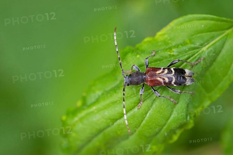 Rufous-shouldered longhorn beetle, Anaglyptus mysticus, rufous-shouldered longhorn beetle, Bockk‰fer, longhorn beetle, macro, insect, insect, Neusiedler See, Burgenland, Austria
