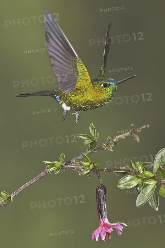 Sapphire-vented Puffleg (Eriocnemis luciani), Ecuador