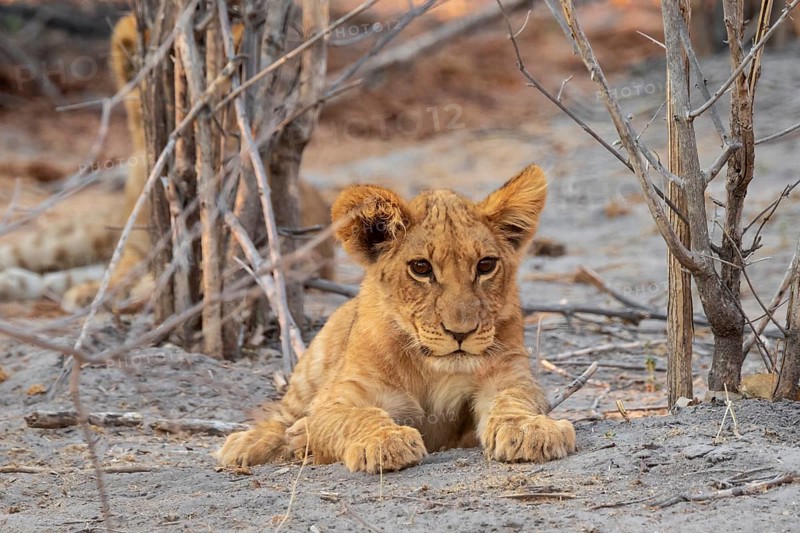Cub, lion (Panthera leo), Savuti, Chobe National Park, Botswana