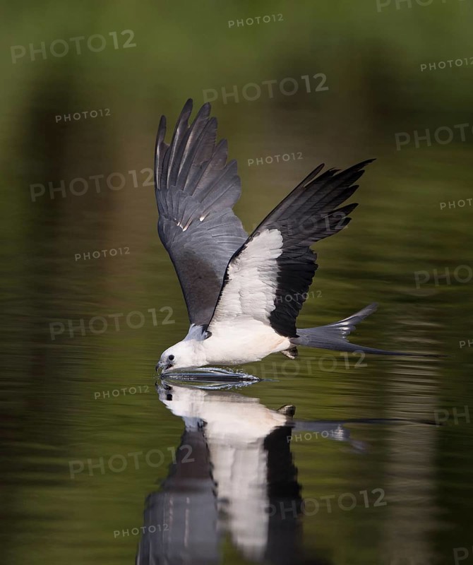 Swallow-tailed Kite (Elanoides forficatus) drinking in flight, Florida, USA