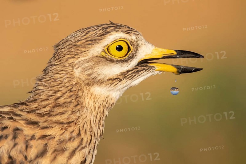 Eurasian Stone-curlew (Burhinus oedicnemus), Castile-La Mancha, Spain