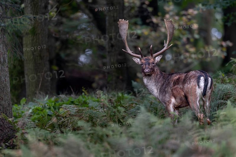 My hide is a real stroke of luck on this 23rd October, fallow deer (Dama dama) continuously appear in front of my hide all day, the day ends with this photo, autumn, rut, fallow deer rut, October, Germany