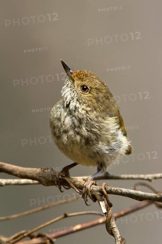 Tasmanian Thornbill (Acanthiza ewingii), Tasmania, Australia