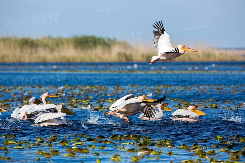 Great White Pelican (Pelecanus onocrotalus) group, Romania