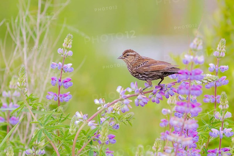 Red-winged Blackbird (Agelaius phoeniceus) female, Washington, USA