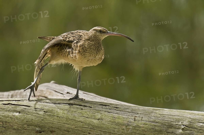 Bristle-thighed Curlew (Numenius tahitiensis), Hawaii, USA