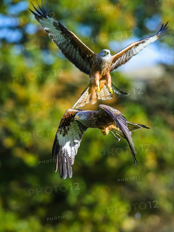 Red Kite, Milvus milvus, bird in flight