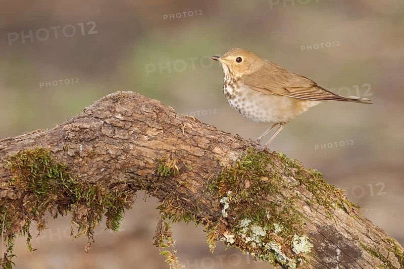 Swainson's Thrush (Catharus ustulatus) perched on a log, Texas, USA