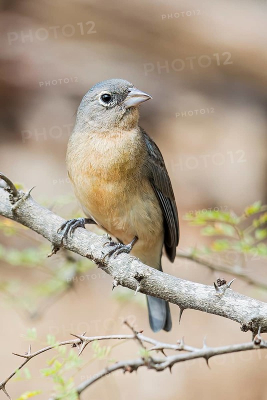 Rose-bellied Bunting (Passerina rositae) perched on a branch in Oaxaca, Mexico