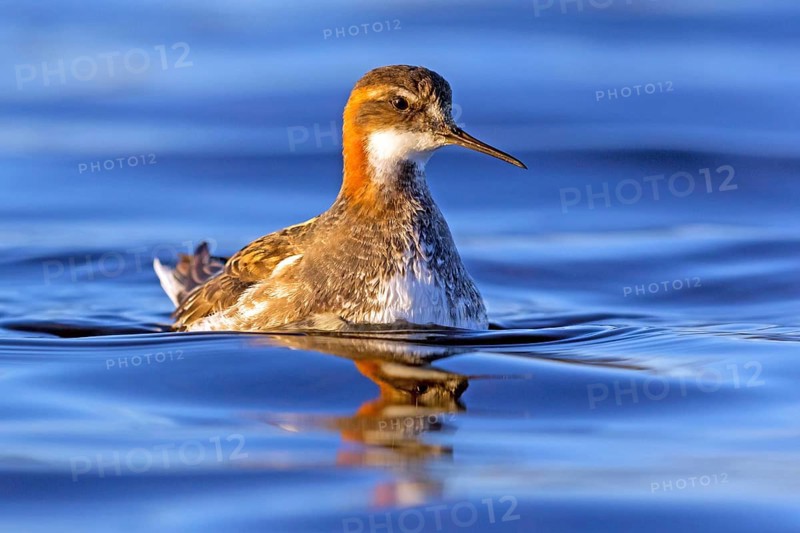 Odin's chicken, (Phalaropus lobatus), swims in the water, wading bird, Varanger, Finnmark, Norway
