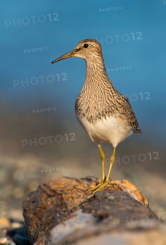 Pectoral Sandpiper (Calidris melanotos), British Columbia, Canada