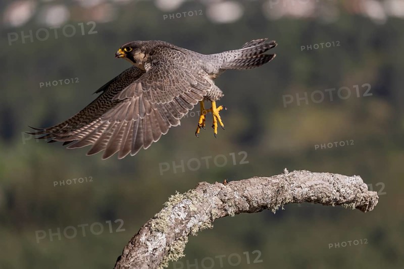 Peregrine falcon (Falco peregrinus), female in flight, Extremadura, Spain