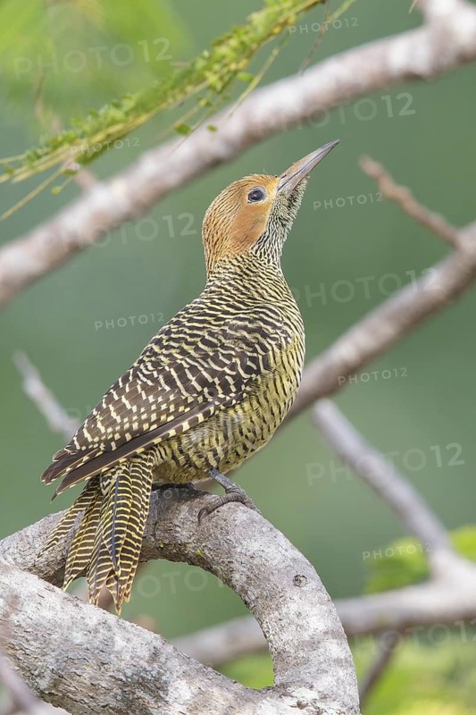 Fernandinas Flicker (Colaptes fernandinae) perched on a branch in Cuba