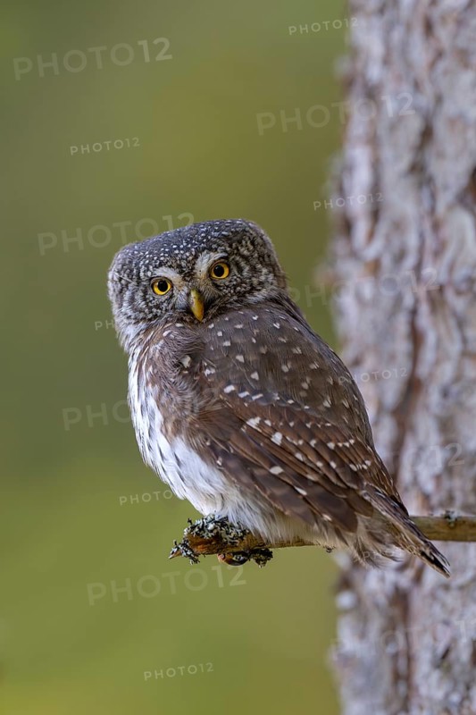 Pygmy Owl (Glaucicium passerinum), sitting on the branch of a tree, Pirchner Ast, Schwaz, Tyrol, Austria