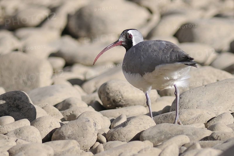 Ibisbill (Ibidorhyncha struthersii), Tibet, China