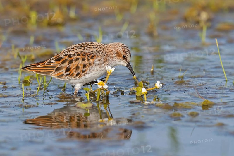 Animals, Birds, Little Sandpiper, (Calidris minuta), Biotope, Habitat, Foraging, Migratory bird, Limicoles Lesvos, Greece