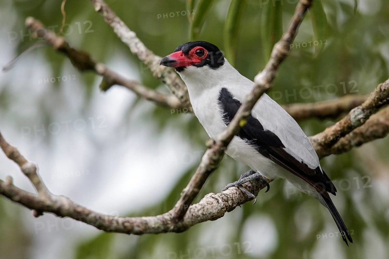 Black-tailed Tityra (Tityra cayana) perched on a branch in Ecuador