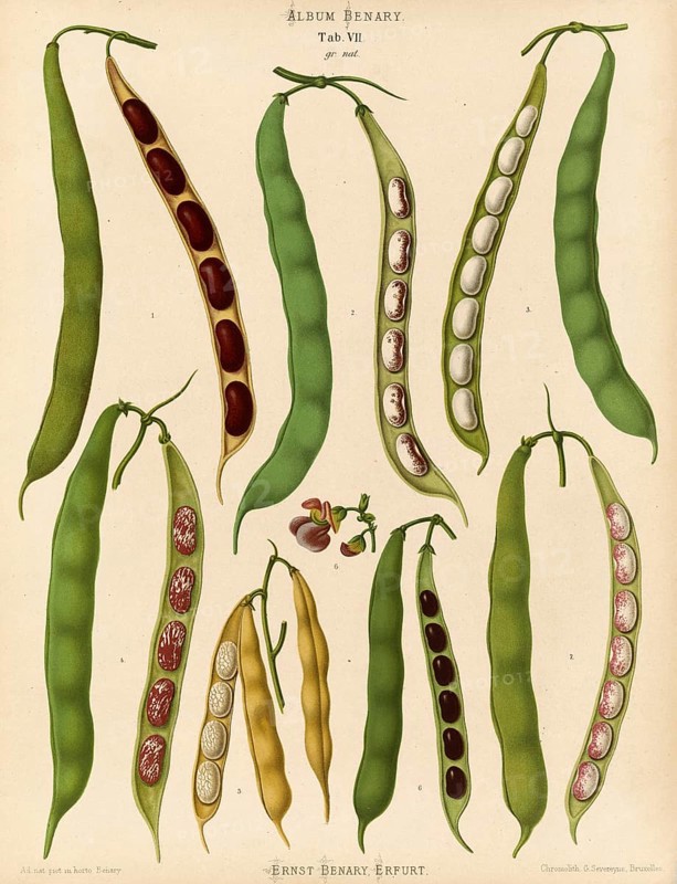 Vegetables, beans, dwarf beans, kidney beans or bush beans, after Ernst Samuel Benary (10 November 1819, 19 February 1893), Hessian horticulturalist, Historical, digitally restored reproduction from a 19th century original, Record date not stated