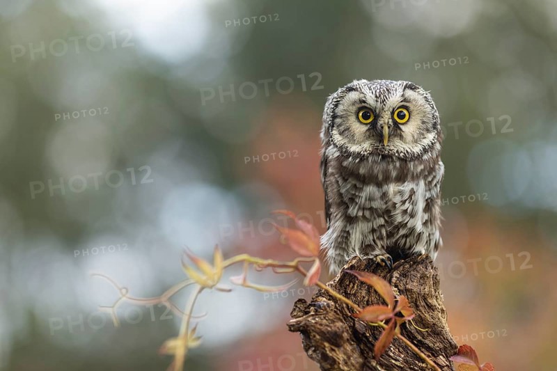 Boreal Owl (Aegolius funereus) captive, Germany