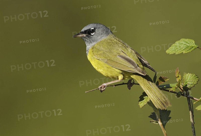 MacGillivray's Warbler (Geothlypis tolmiei), British Columbia, Canada