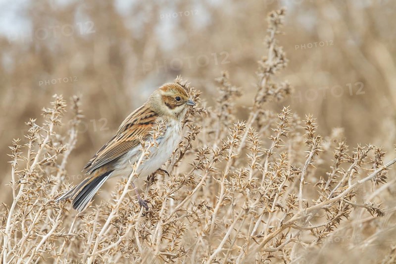 Reed Bunting - Rohrammer - Emberiza schoeniclus ssp. schoeniclus, Germany