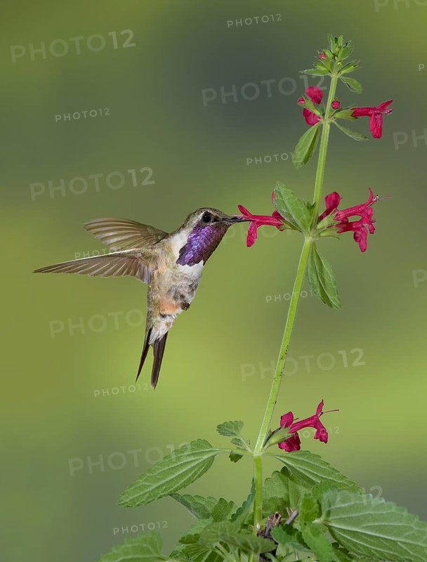 Lucifer Sheartail (Calothorax lucifer) male feeding on flower nectar, Texas, USA