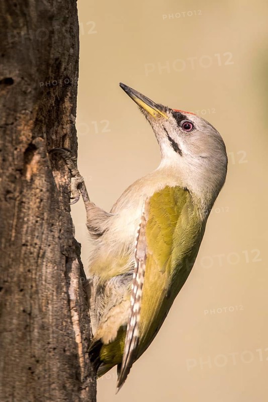 Grey-headed Woodpecker (Picus canus) male perched at tree, Romania