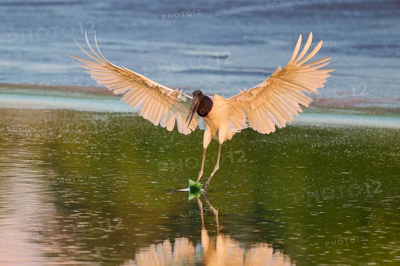 A bird lands on the water surface with its wings spread out, Jabiru (Jabiru mycteria), Pantanal, Mato Grosso, Brazil