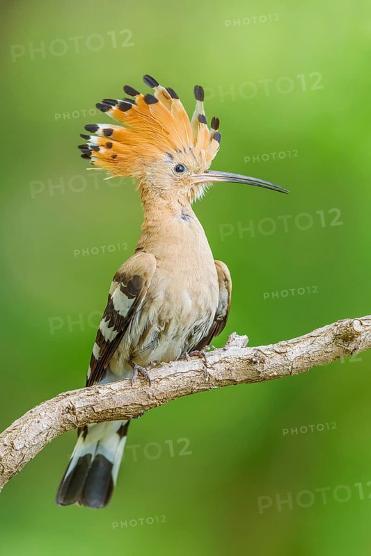 Wiedehopf, Upupa epops Eurasian hoopoe, Upupa epops
