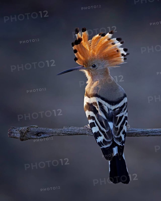 Hoopoe (Upupa epops) Bird of the Year 2022, sunrise, blue hour, backlight, portrait, raised bonnet, Middle Elbe Biosphere Reserve, Saxony-Anhalt, Germany