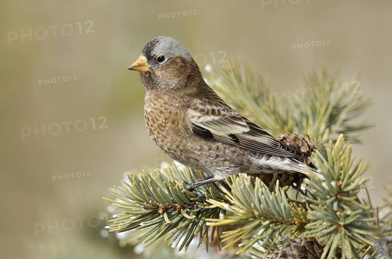 Grey-crowned Rosy Finch (Leucosticte tephrocotis), New Mexico, USA