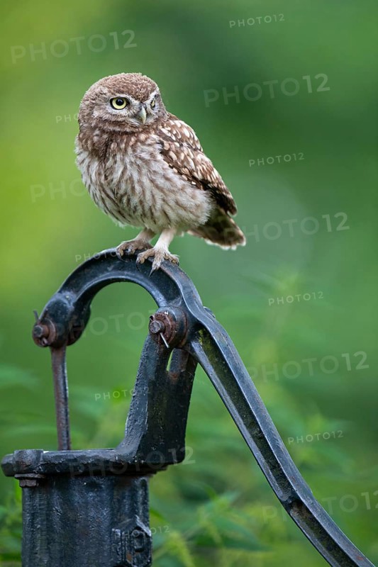 Little owl (Athene noctua), Vechta, Lower Saxony, Germany