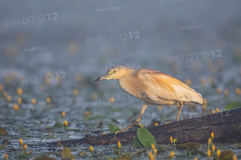 Squacco Heron (Ardeola ralloides) in the fog Hungary