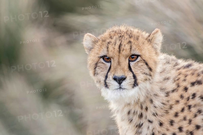 Cheetah (Acinonyx jubatus) immature portrait, Castile-La Mancha, Spain
