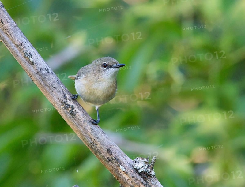 Large-billed Gerygone (Gerygone magnirostris), Queensland, Australia