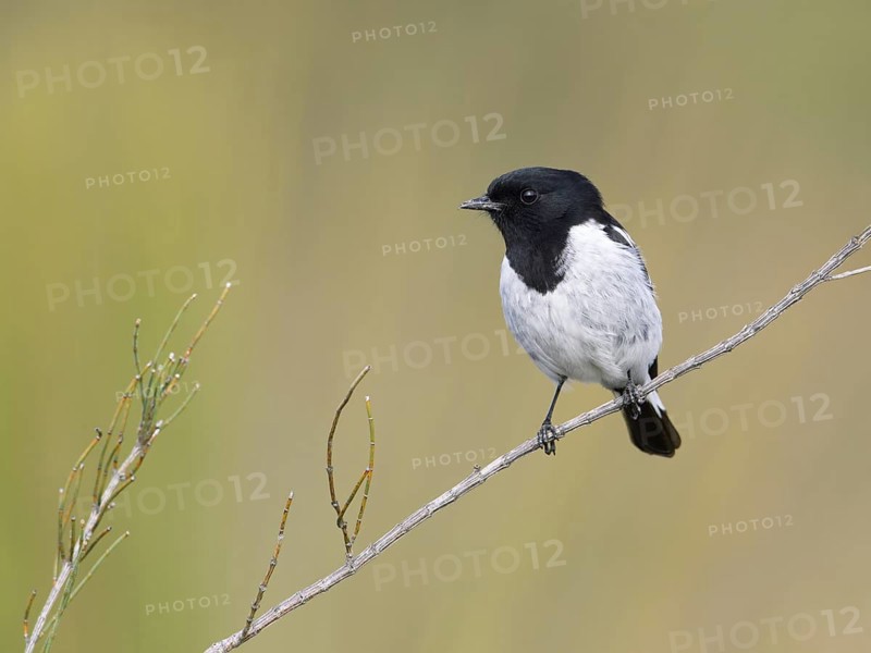 Hooded Robin (Melanodryas cucullata) male, Victoria, Australia