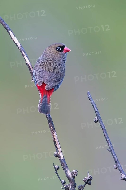 Beautiful Firetail (Stagonopleura bella) perched on a branch, Victoria, Australia