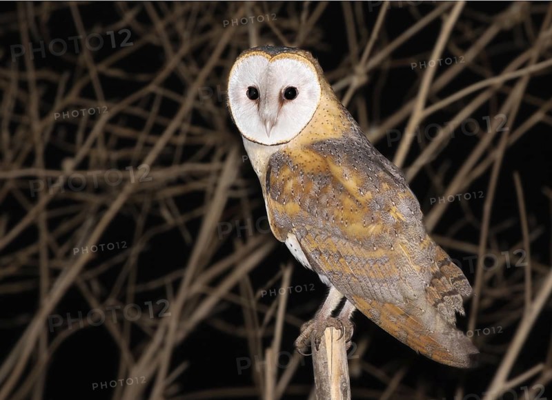 Western Barn Owl (Tyto alba), Vila Franca de Xira, Portugal