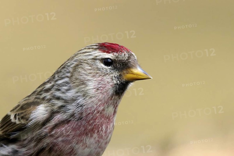 Grote barmsijs; Mealy Redpoll, Acanthis flammea