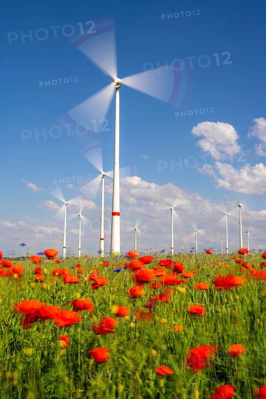 Wind farm, field with flower strips, insect-friendly border of fields with mixed flowers, poppies, north of Marsberg, Hochsauerlandkreis, North Rhine-Westphalia, Germany